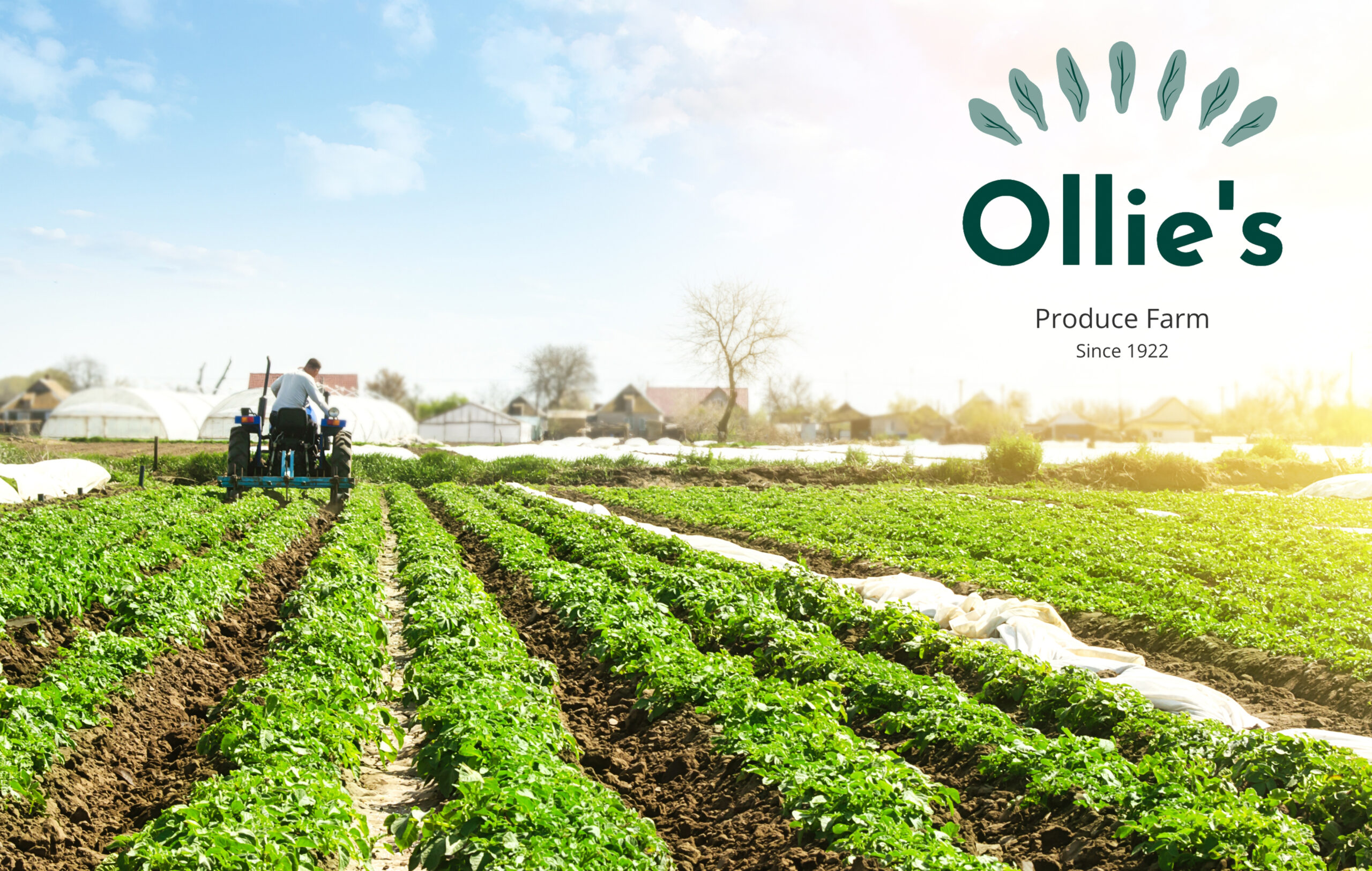 Ollies Produce Farm