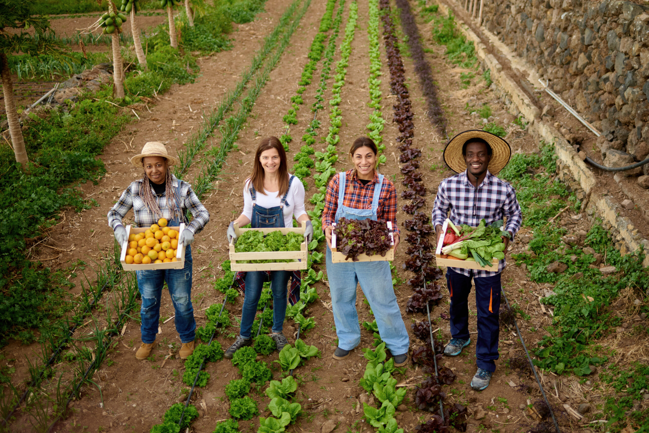 Ollies Family Farm